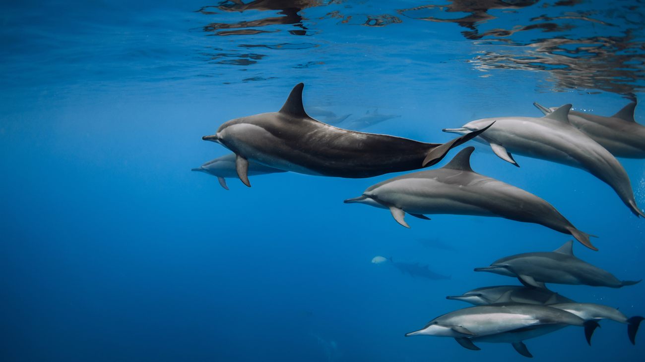 Dolphins