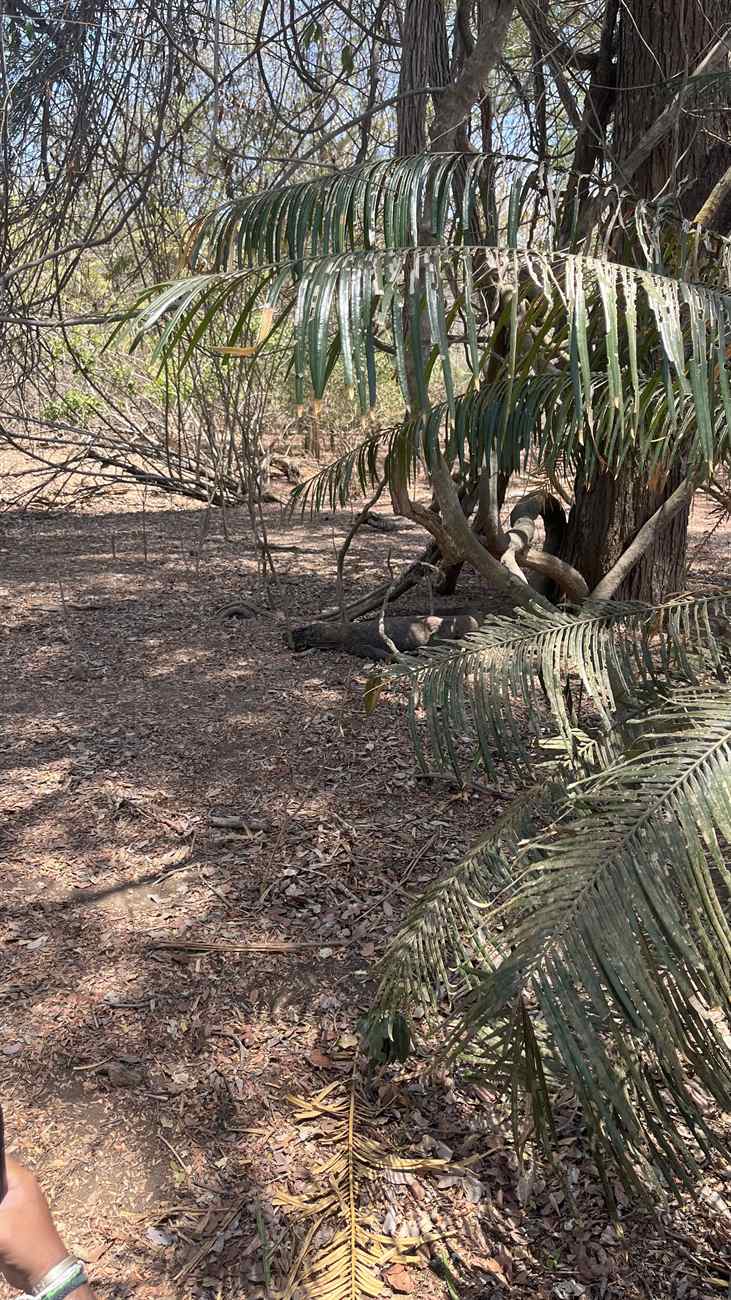 Komodo dragon partly hidden in the forest in Komodo National Park
