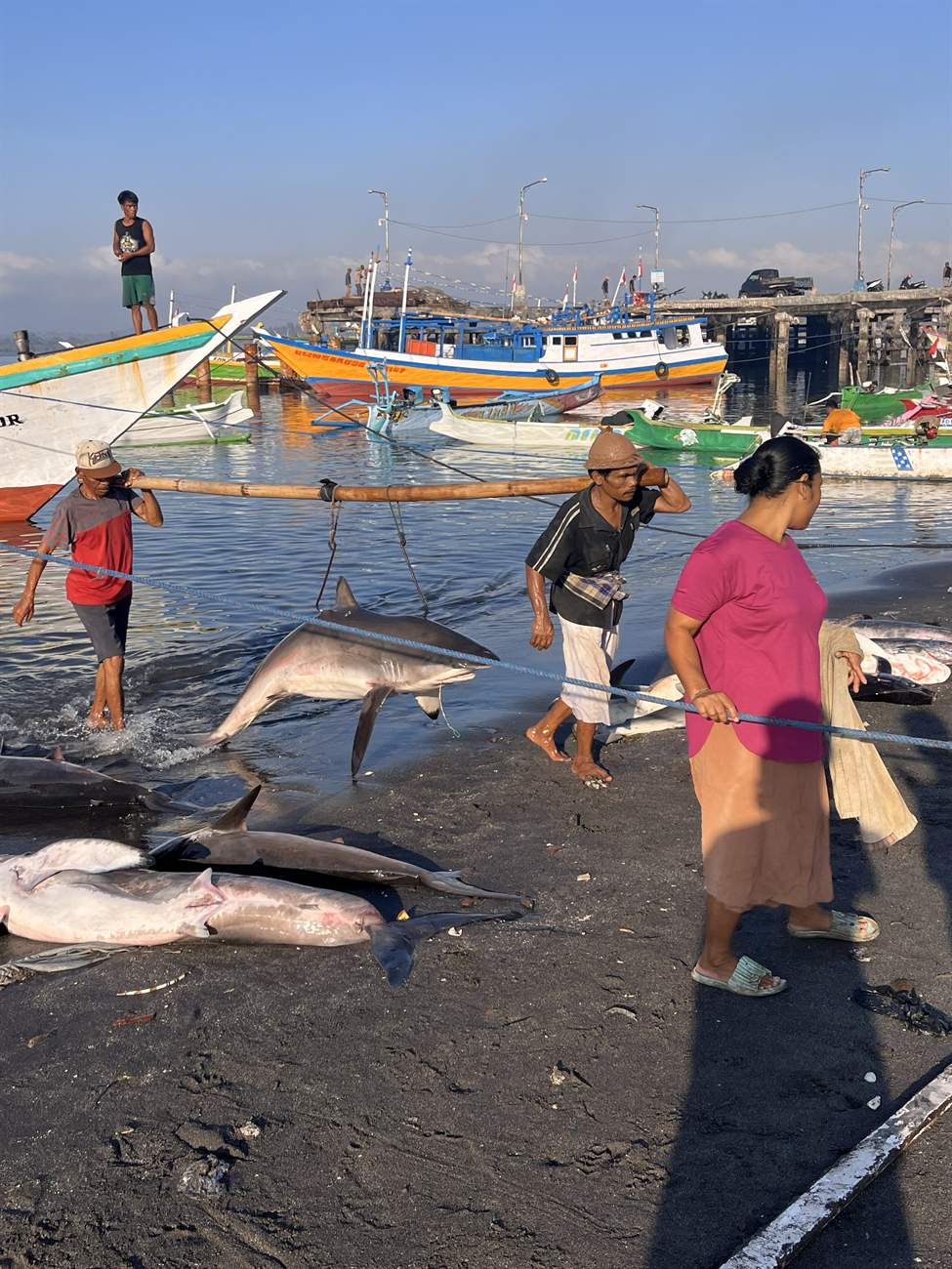 Shark encounter