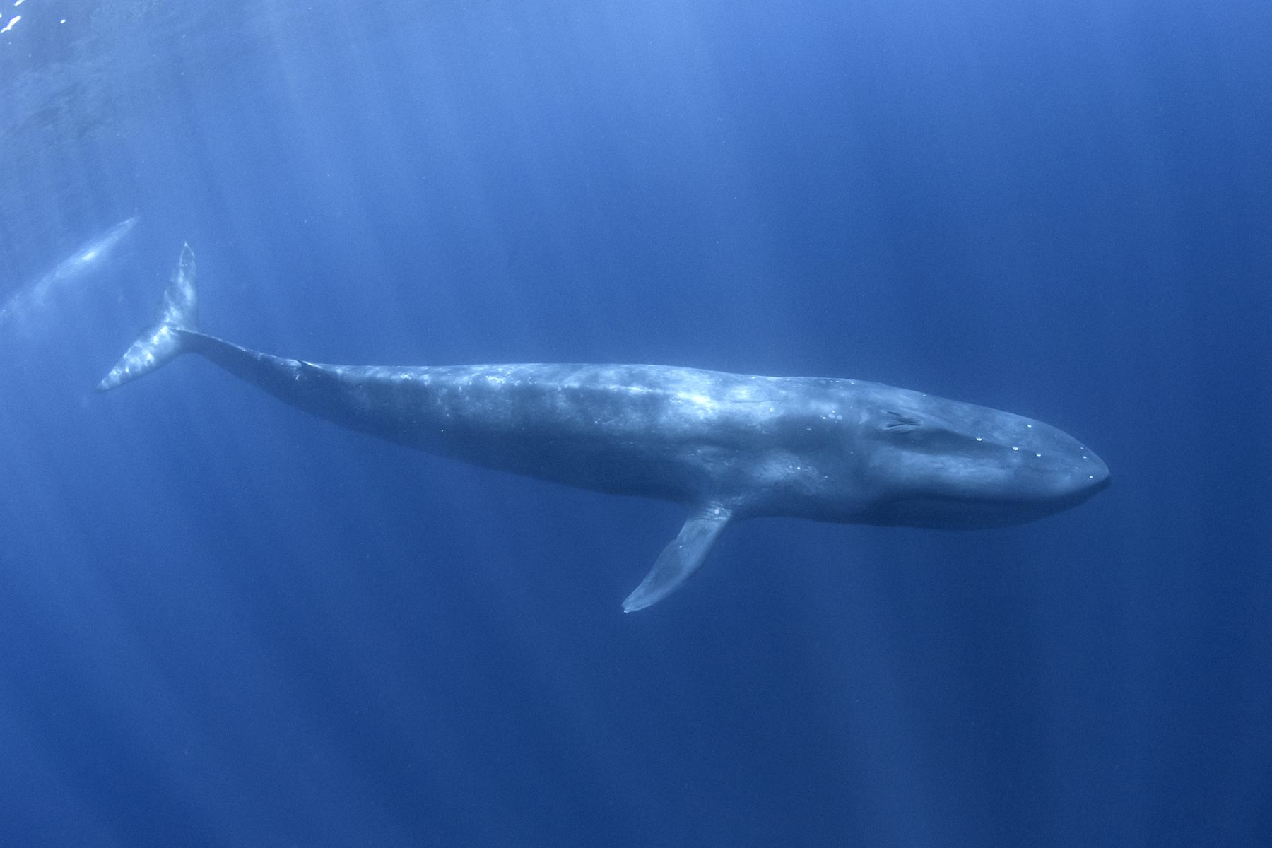 Blue whale expedition in Timor-Leste