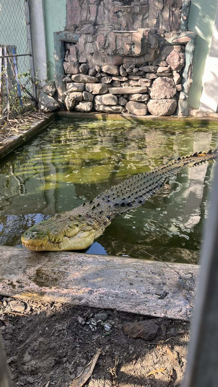 Krokodil als Symbol in Timor Leste