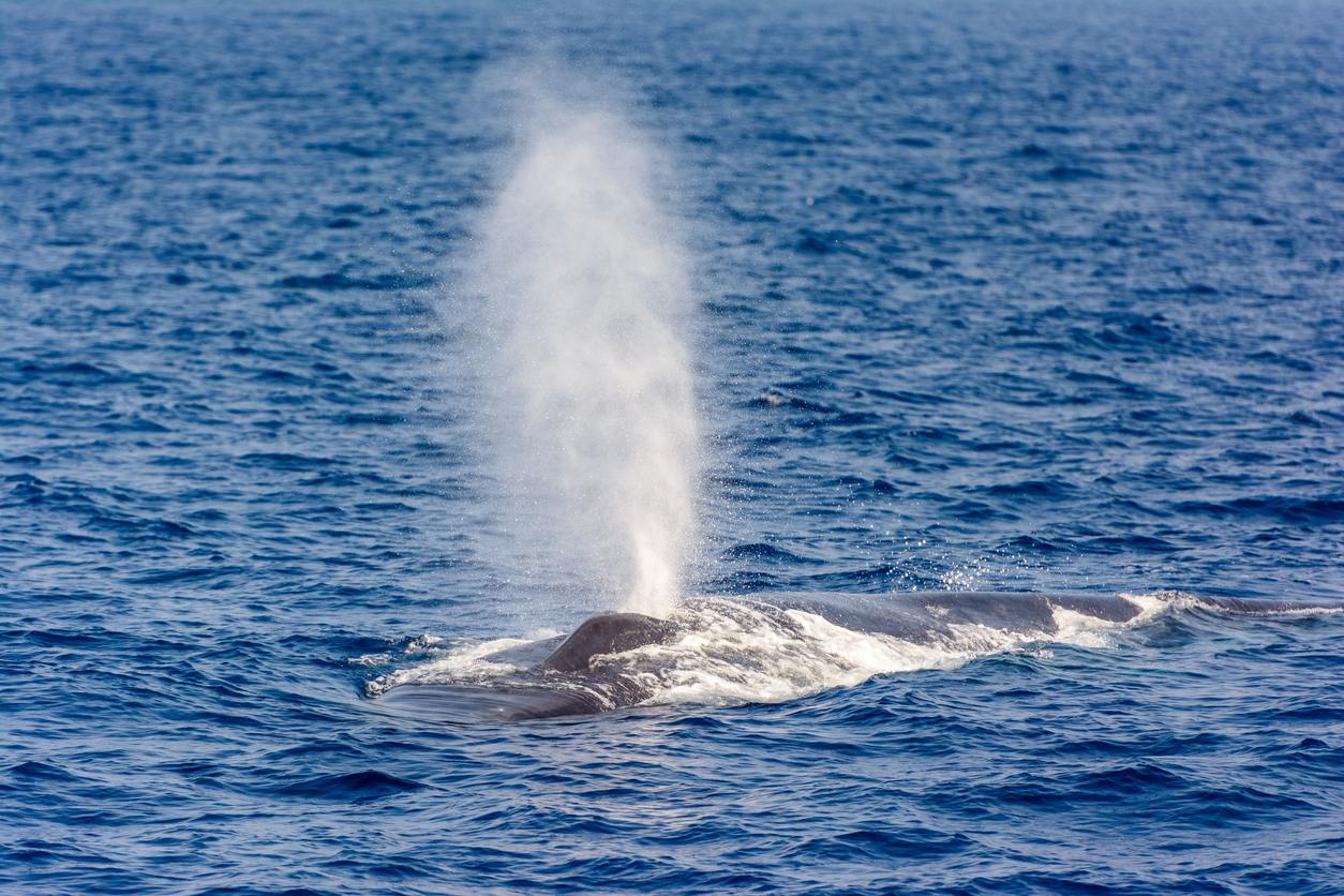 Blue whale blow at surface