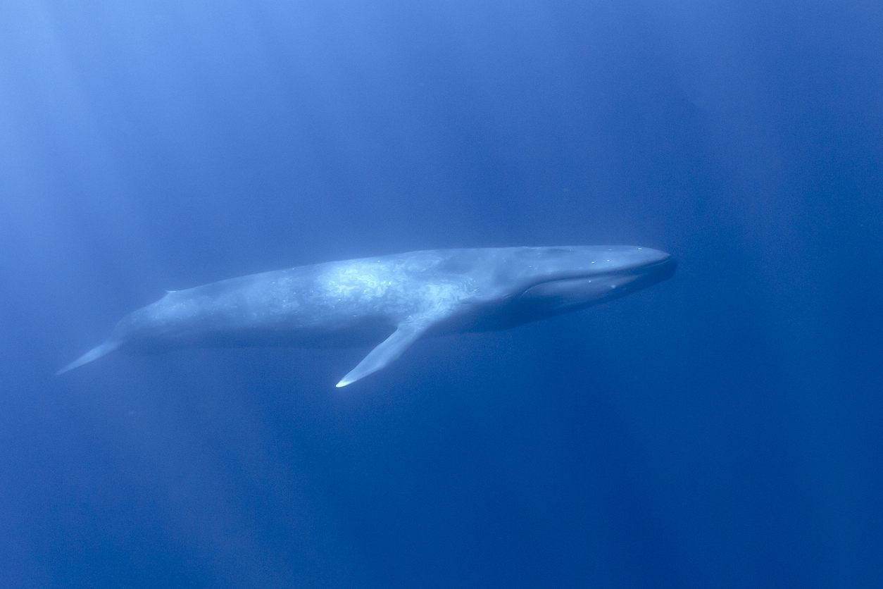 Swimming with blue whale