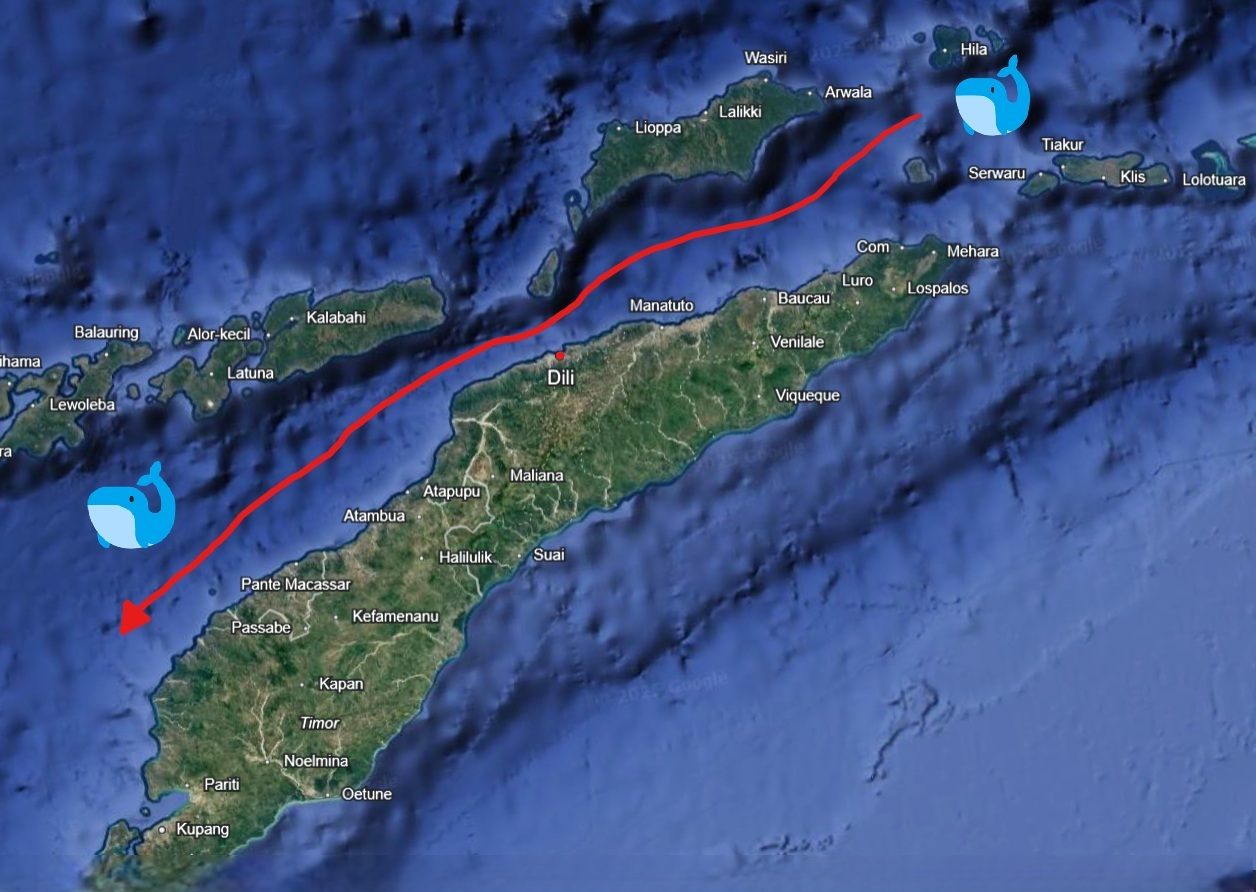 Whale route and positioning concept