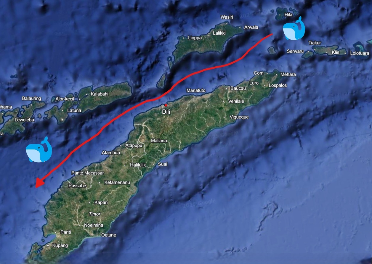 Whale route and positioning concept
